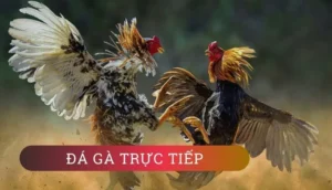 Cách Chơi Đá Gà GA28 WW88: Sân Chơi Kịch Tính, Cơ Hội Thắng Thưởng Khủng
