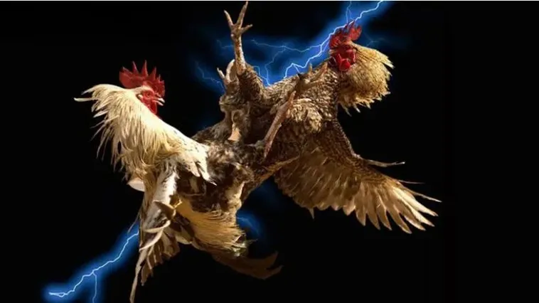 Đá Gà WW88: Đấu Trường Kịch Tính Thu Hút Hàng Triệu Kê Thủ Đam Mê