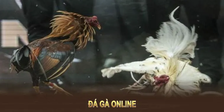 Bí Quyết Tham Gia Đá Gà WS168 Tại WW88: Hướng Dẫn Chi Tiết Nhất
